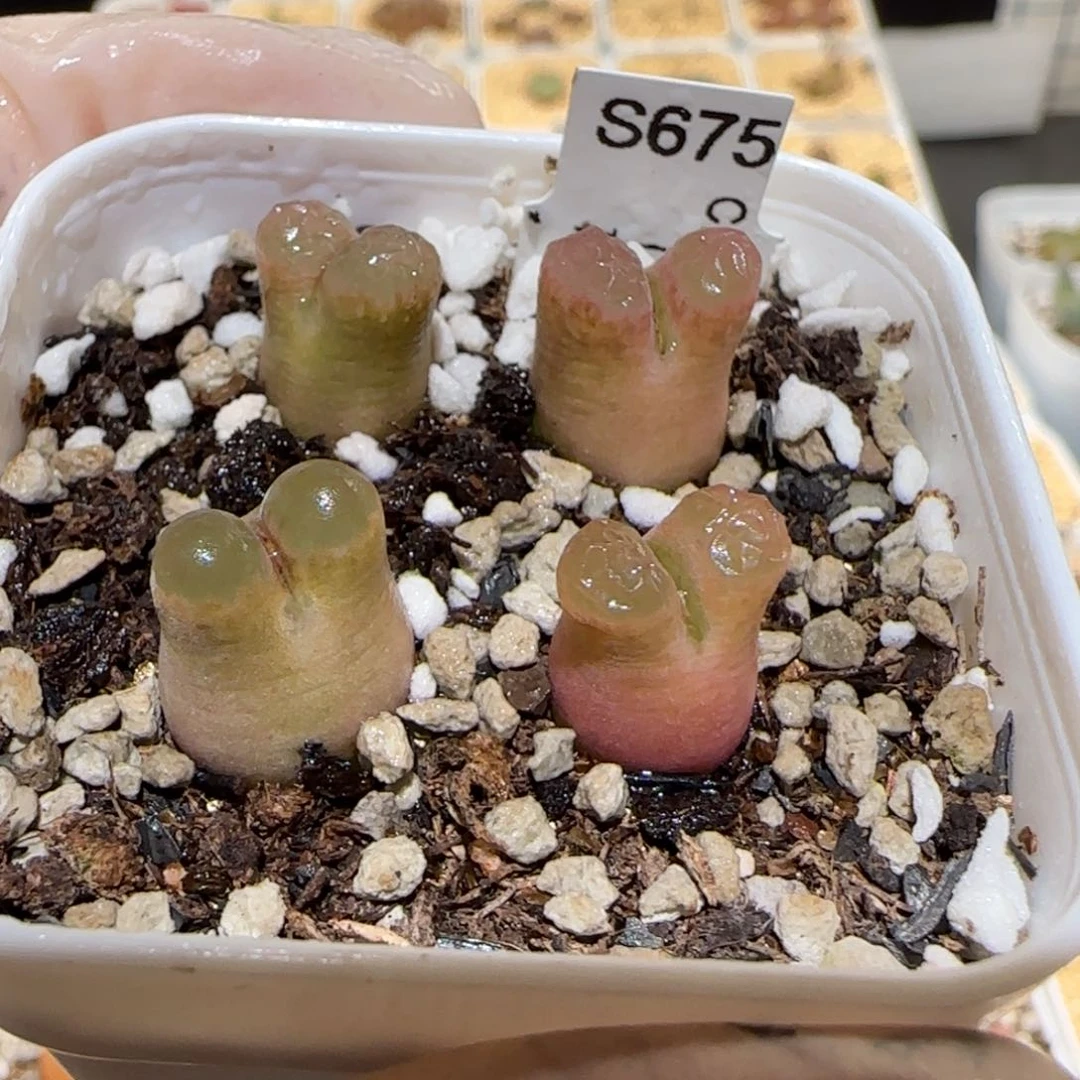 肉锥多肉植物百科5-磁铁一盆471