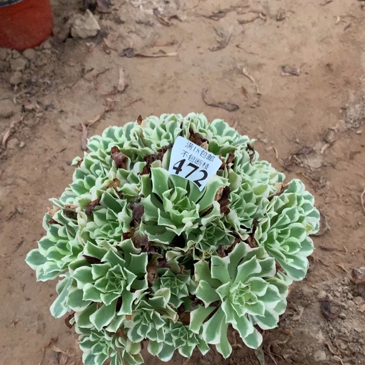 472雨花石手捧4号