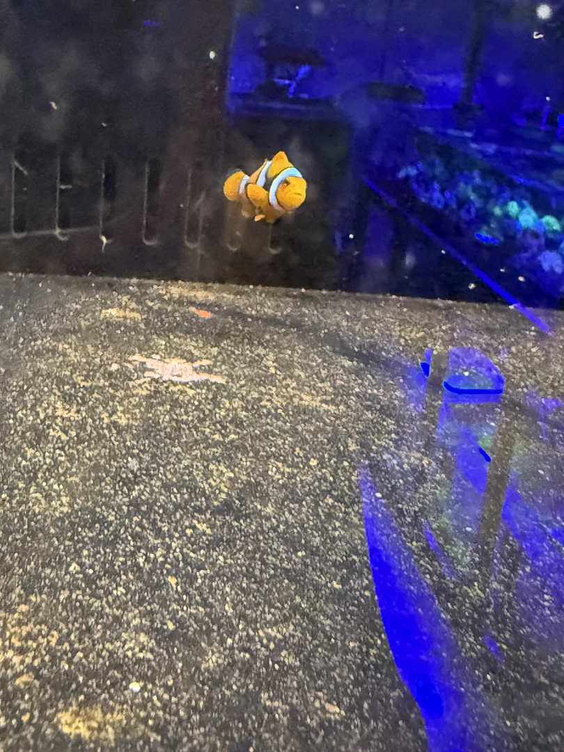 蓝点吊鱼海水活鱼适合混养观赏鱼
