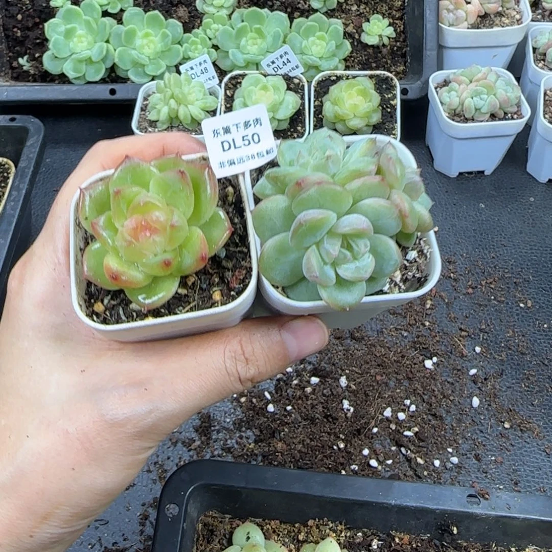 东篱下多肉植物哈哈哈哈50