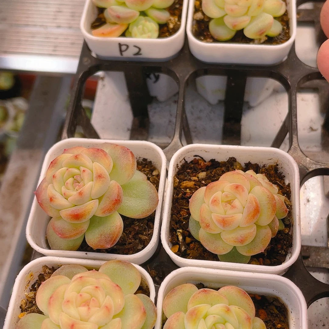 徽飘枝甜心甜心中盆一个满25包邮