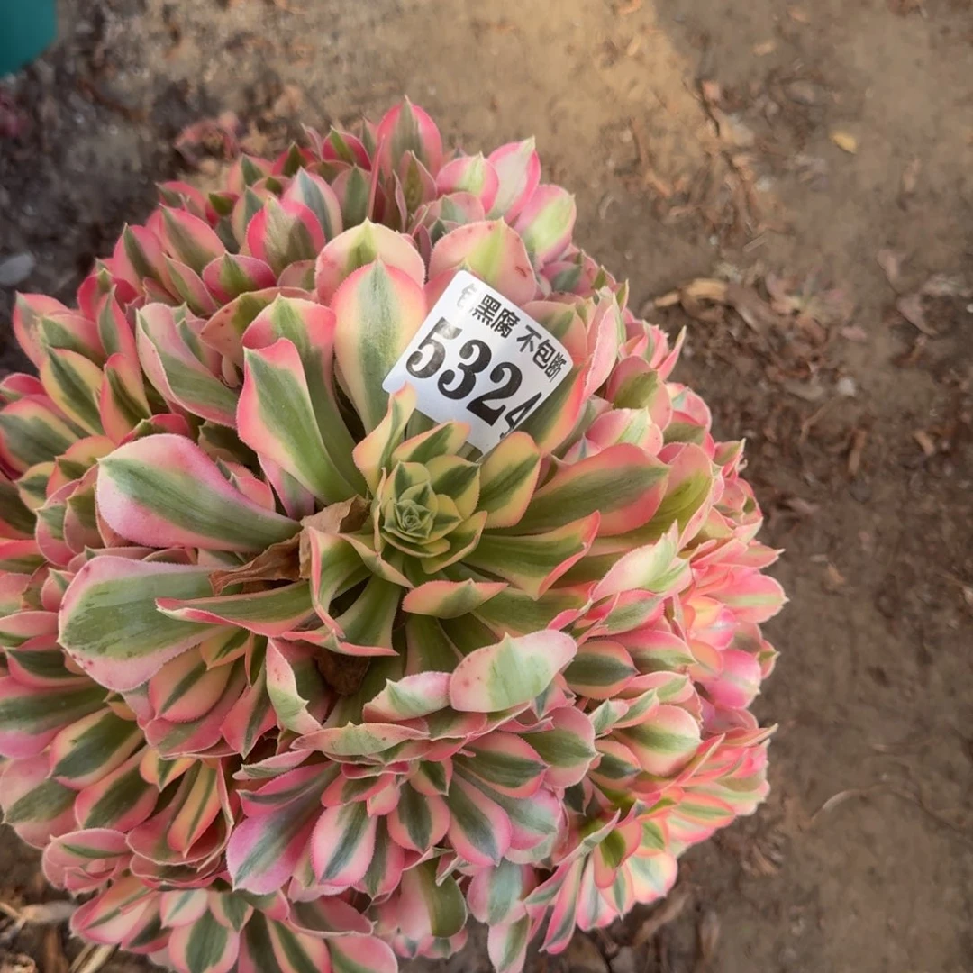 法师粉女巫5324 18-36