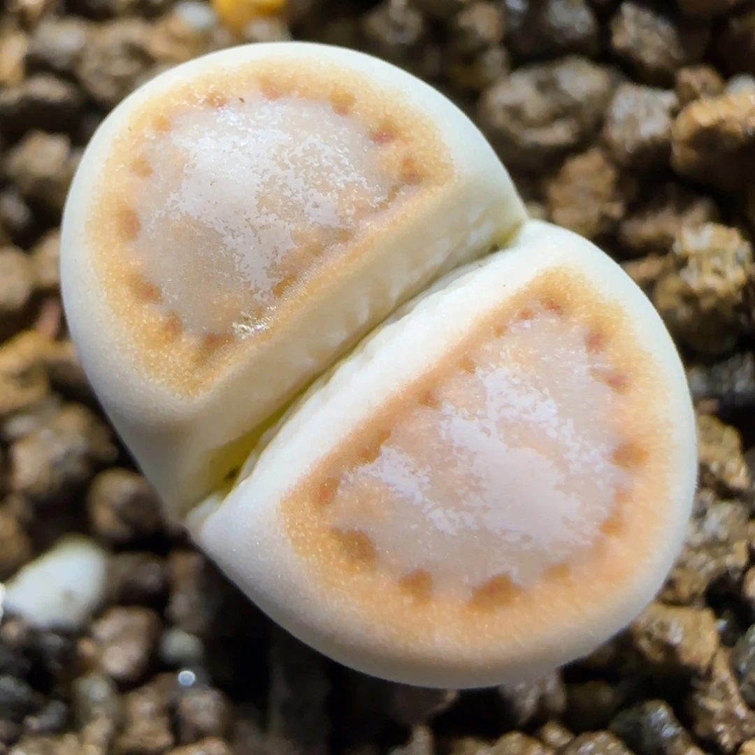 11.30  216饼干福利。5033