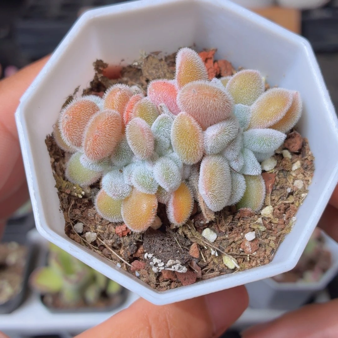 雪晃星缀化多肉9.9包邮发货