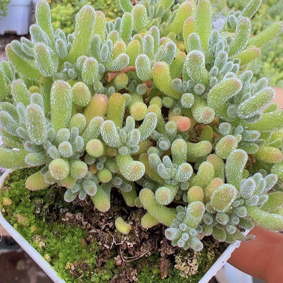 冰水晶19包邮多肉植物