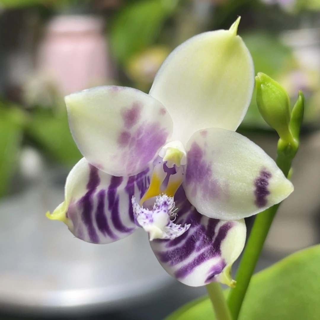 完全开放YC88，2.5杯开花株