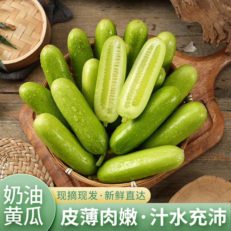 山东奶油黄瓜1/5斤清爽脆口新鲜应季水果小黄瓜生吃现摘现发