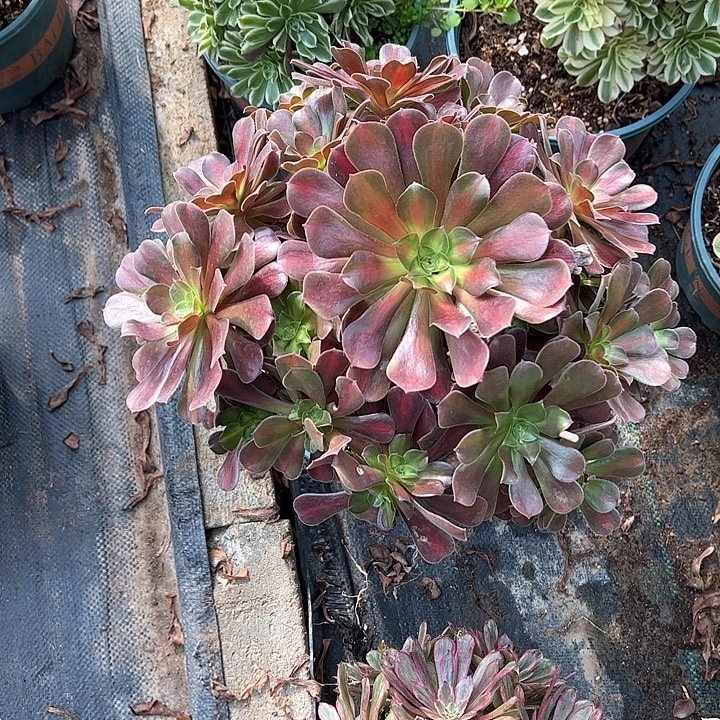 0424美杜莎中班多肉植物