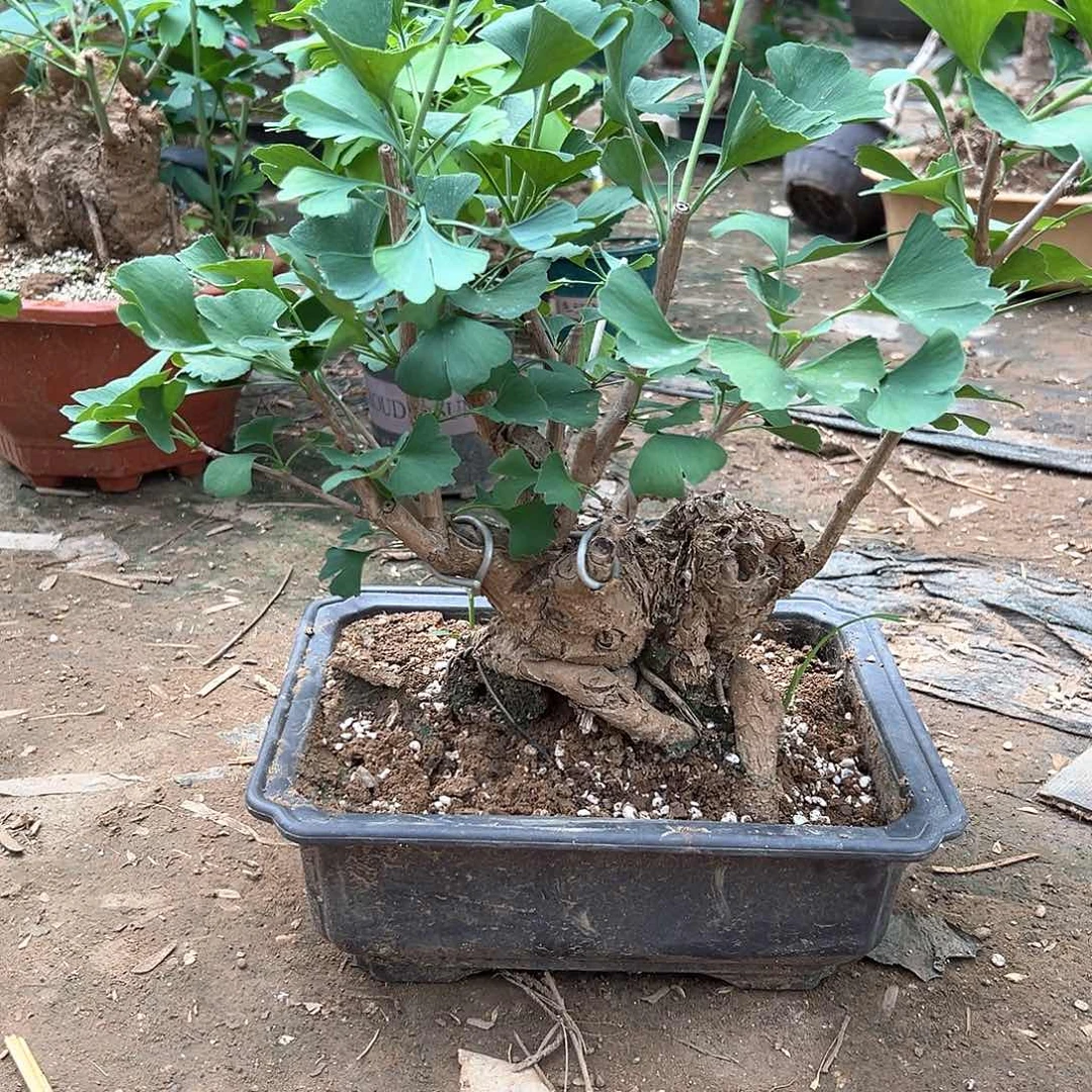 等***秀无花朵银杏盆景一物一拍