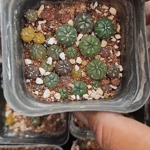 936清棚特价出售