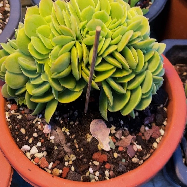 梅***子多肉植物多肉鑫那塔
