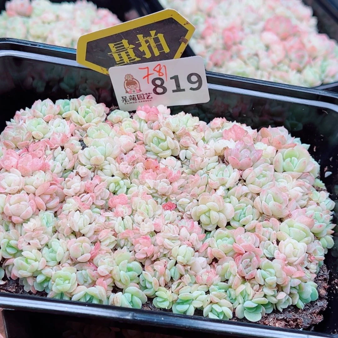 多肉植物多肉植物