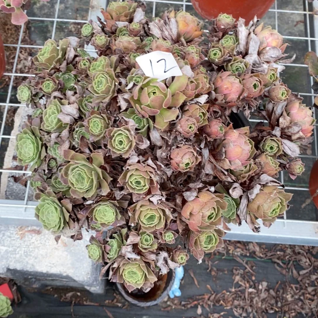 淚**里多肉植物组合拼盘12