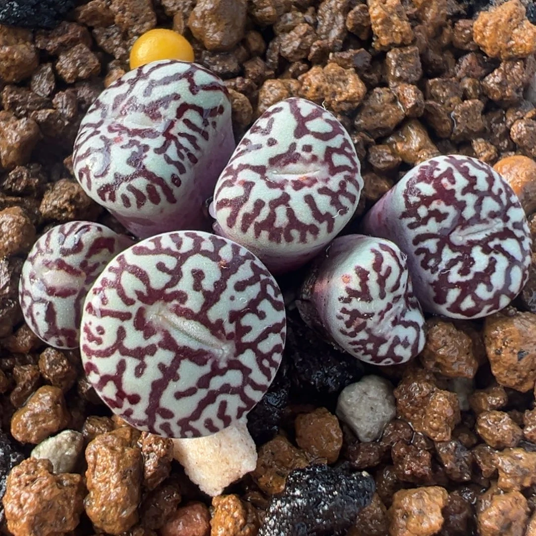 紫墨群多肉植物百科