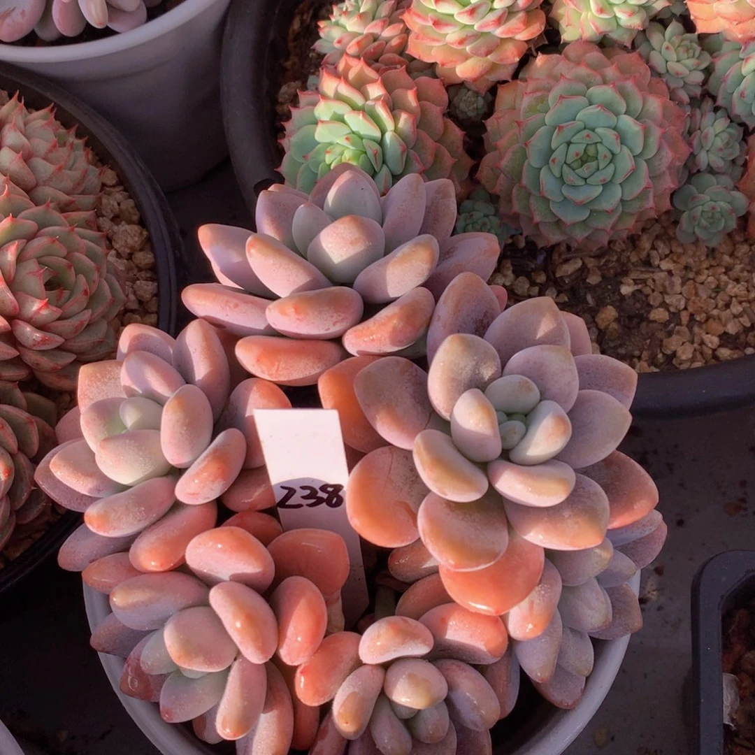 多日子黑五7272727273¥