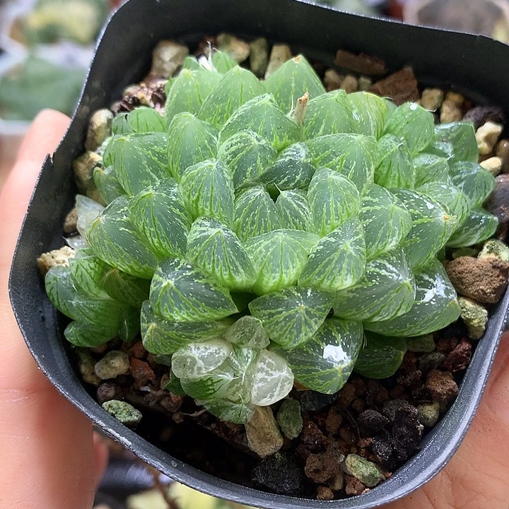 雪花锦带盆土发货lllo