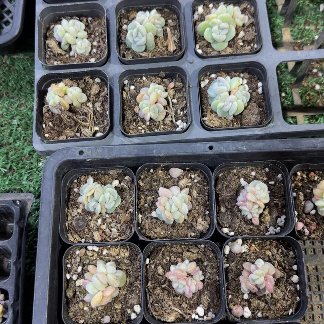 冰玉石化下播福利2颗