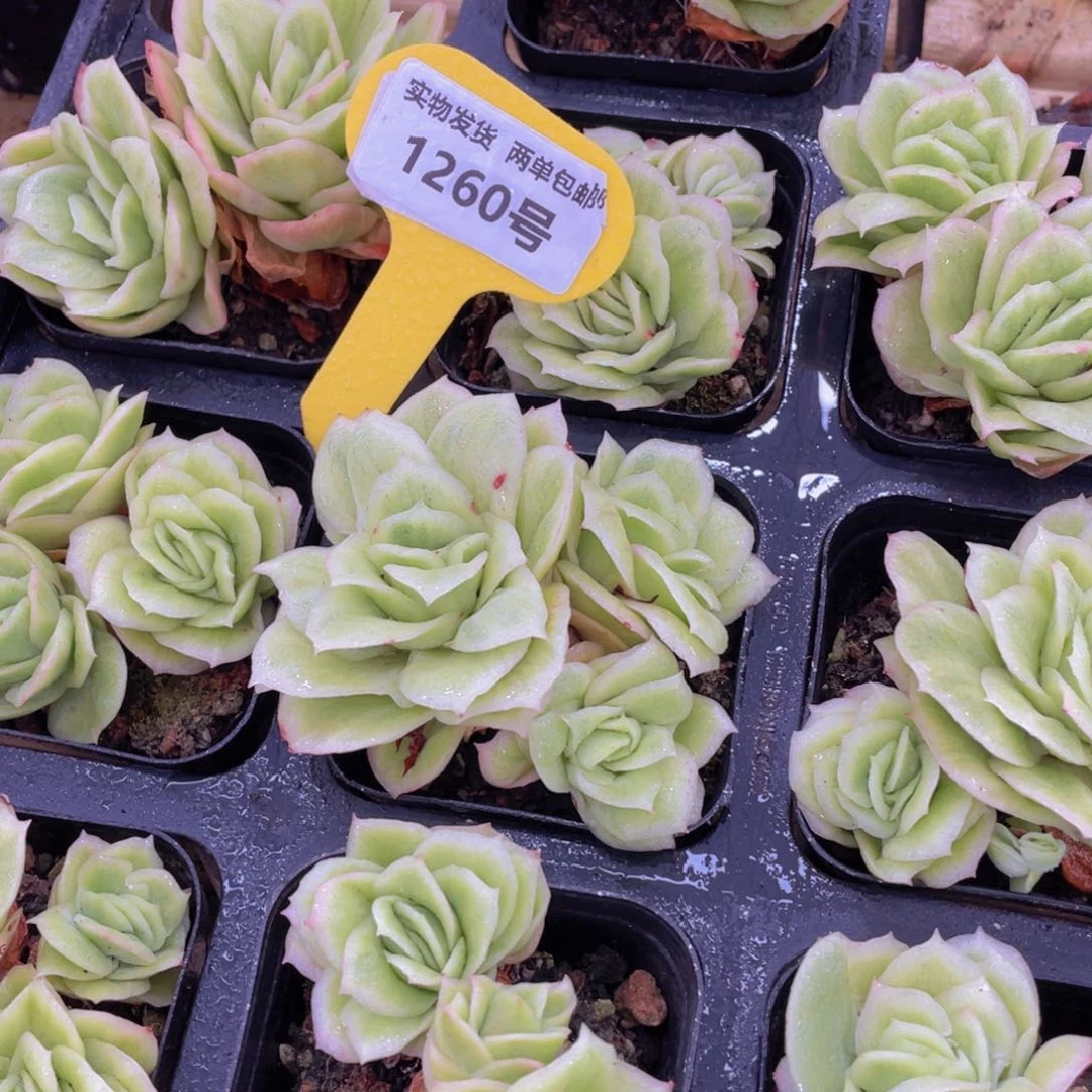 1260号 拉丝锦冰玫瑰一个