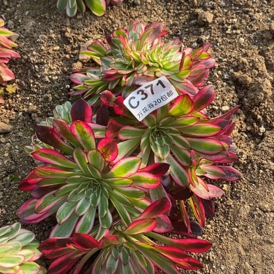 371黑天鹅缀多肉植物