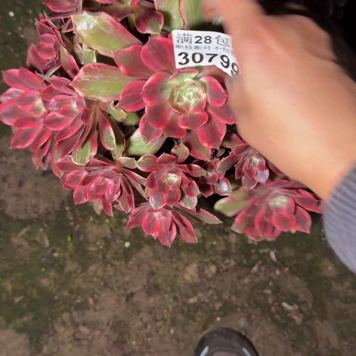 30799浣纱多肉植物