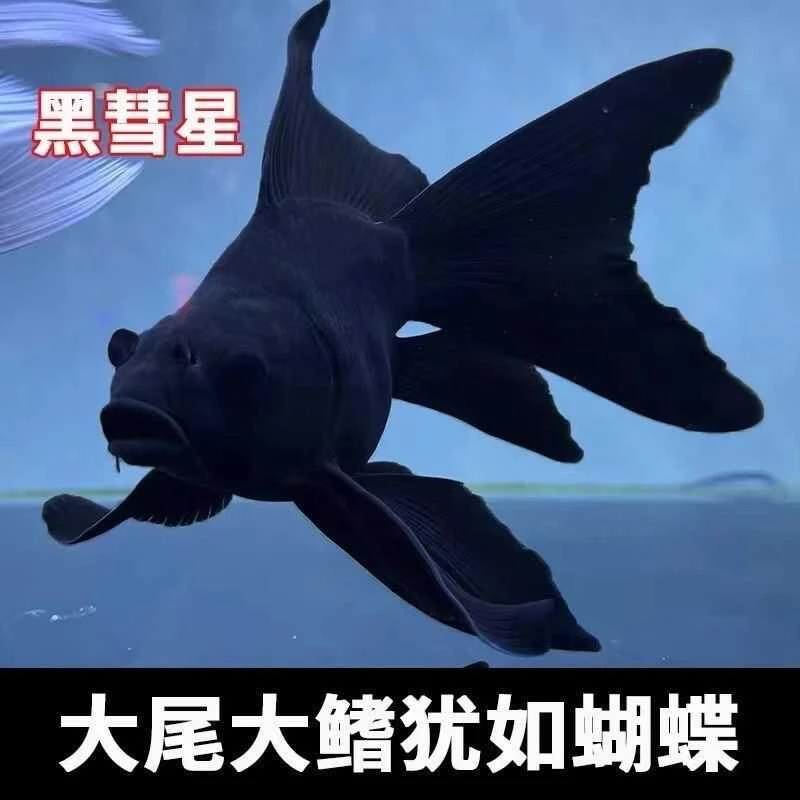 蝴蝶鲤黑彗星观赏鱼黑金龙凤短身球体大鳍长尾淡水活鱼好养耐活