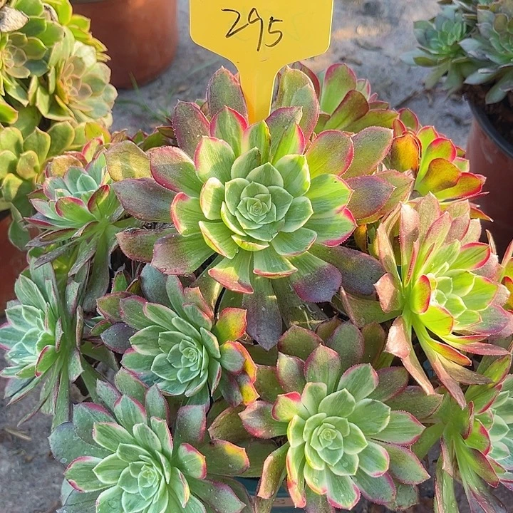 295一颗莲花座法师