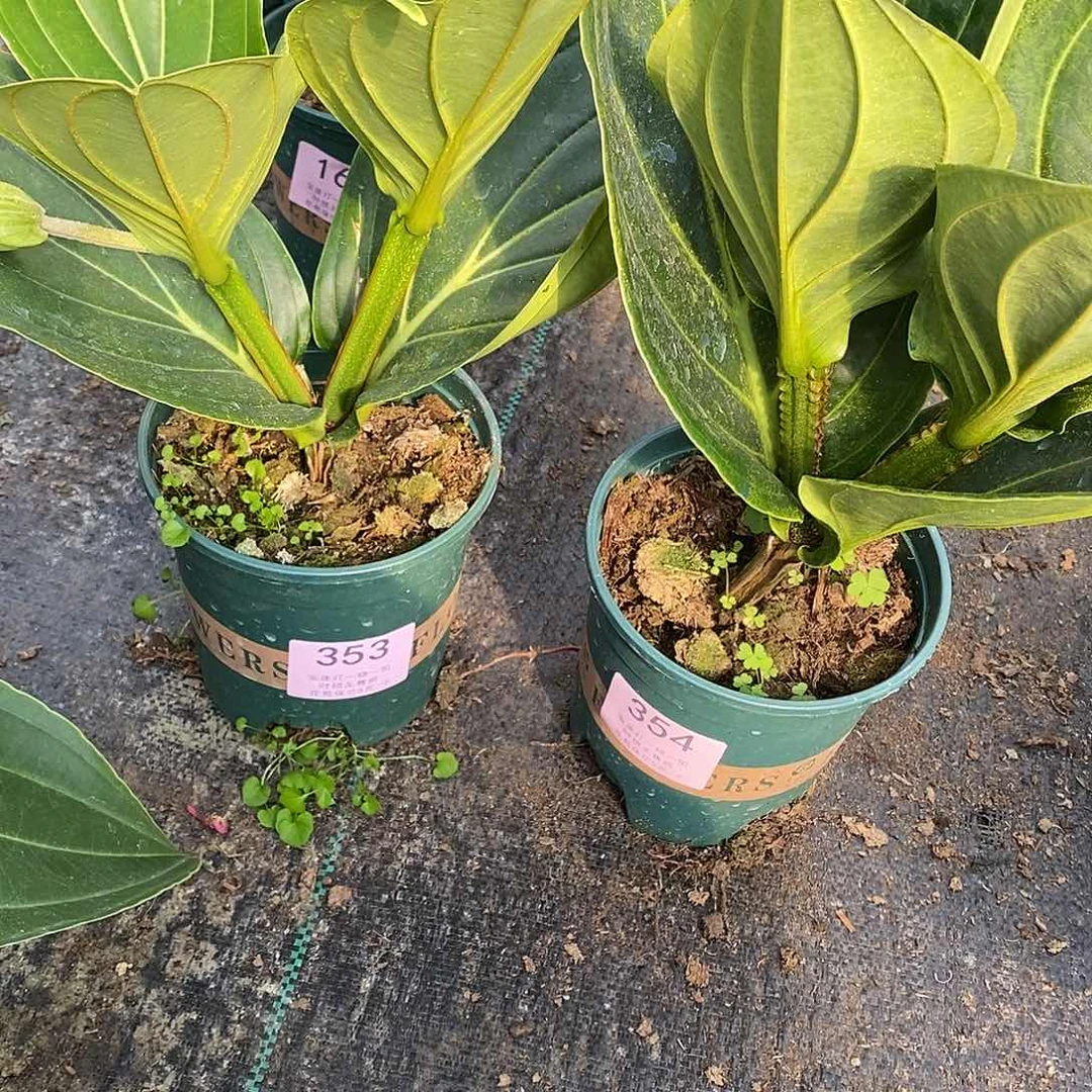 木本植物小*?木本花卉353.354