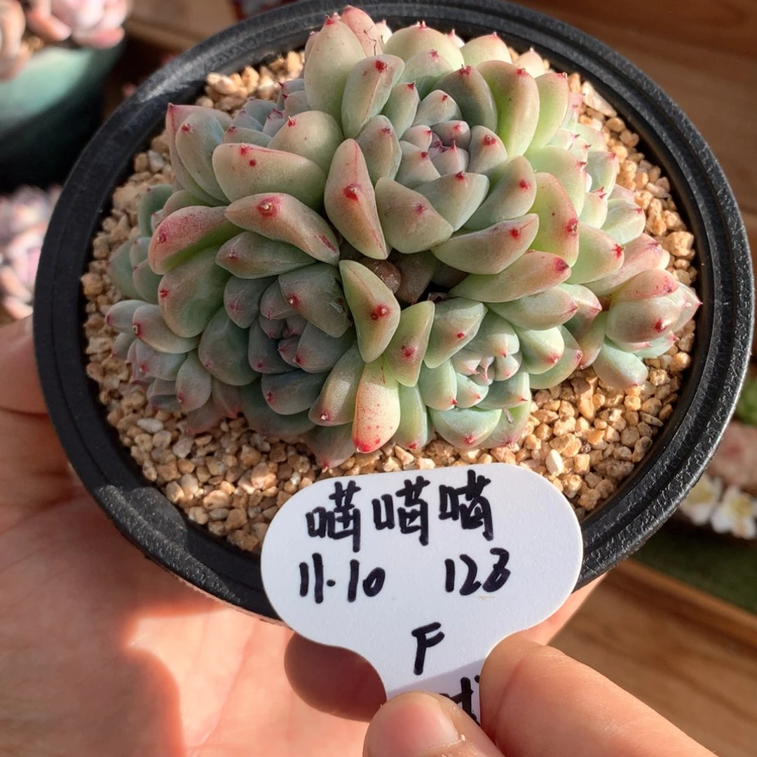 喵***喵白底28佳人一物一拍