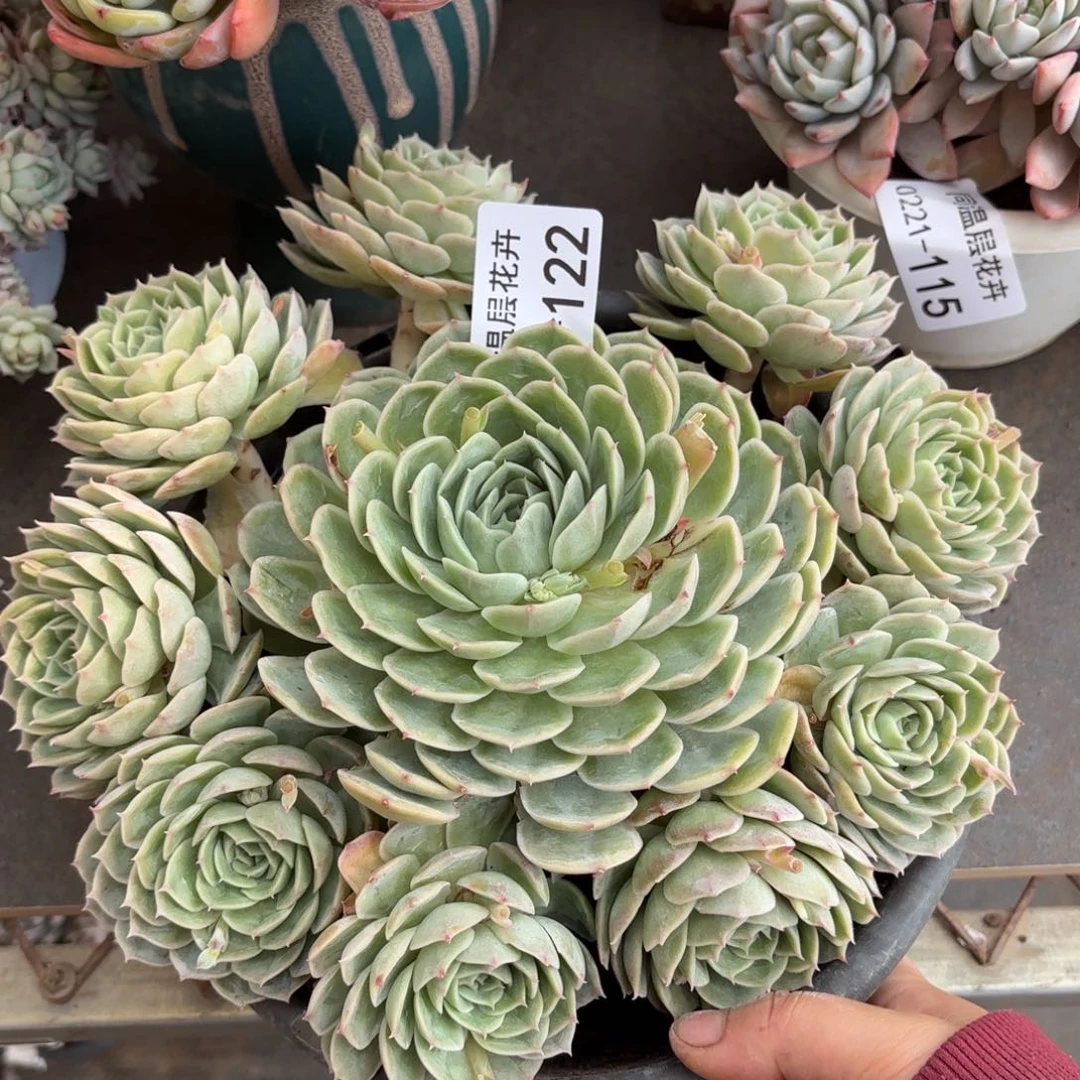 同温层多肉昂斯诺122