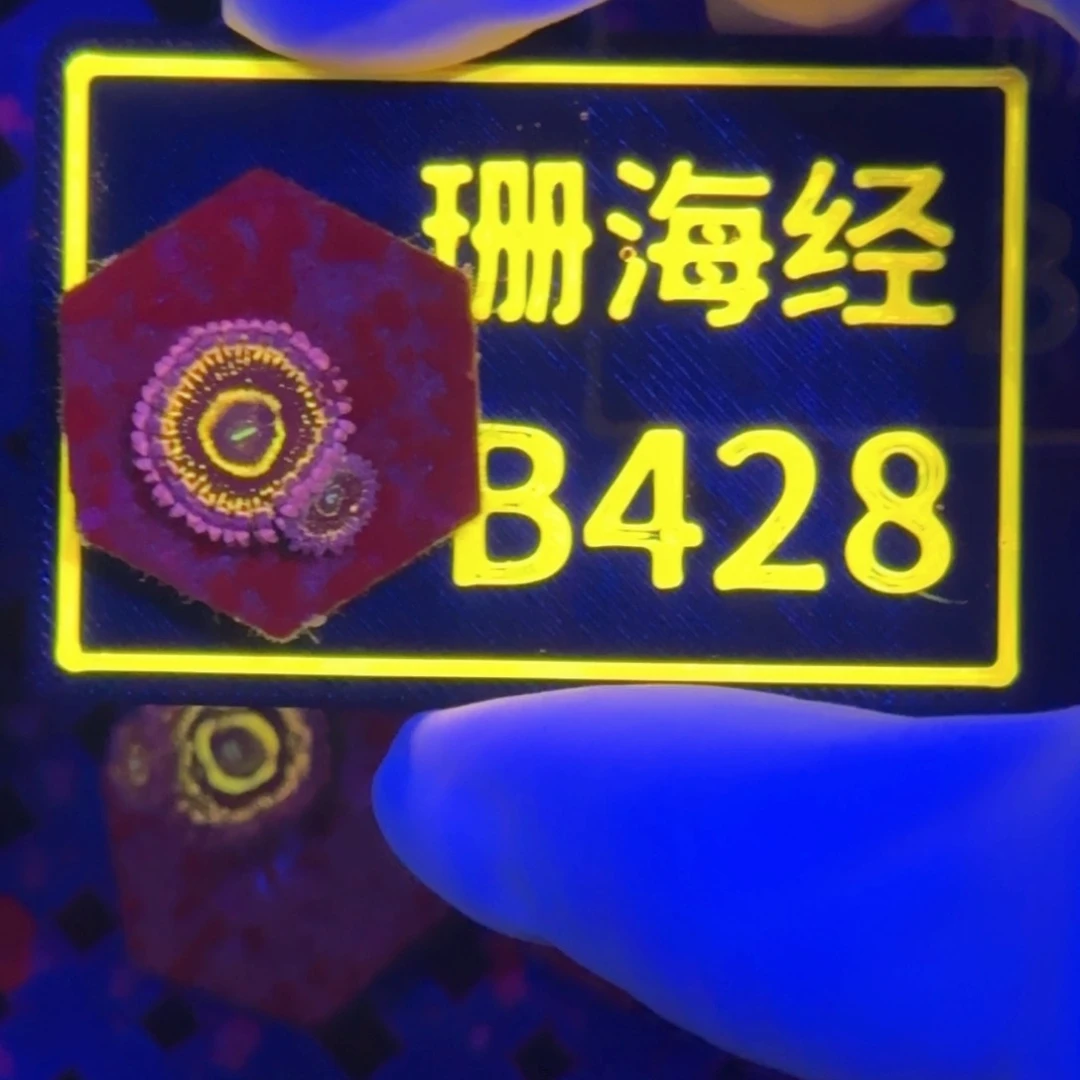 纽扣珊瑚生**息又又平流层B428