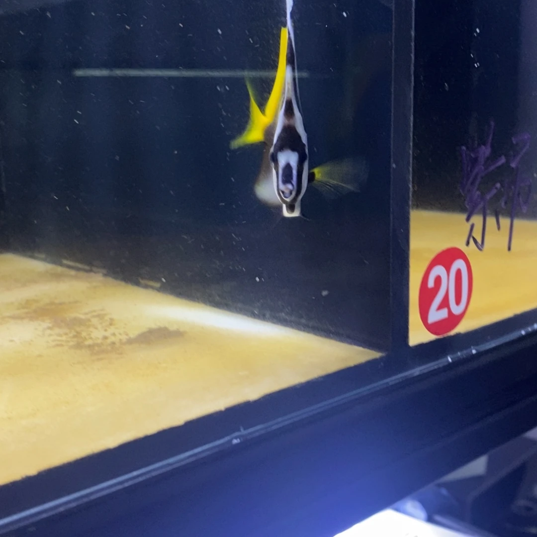 海水公8海水观赏鱼金鬼刀