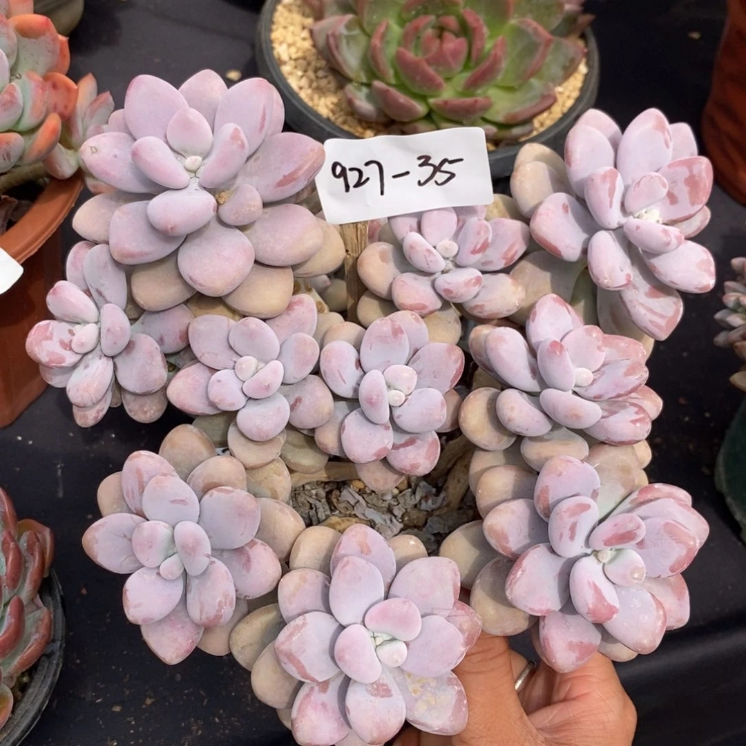 夏悦多肉927-35桃蛋