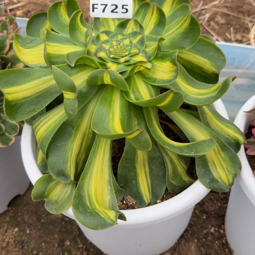 725暴君。多肉植物