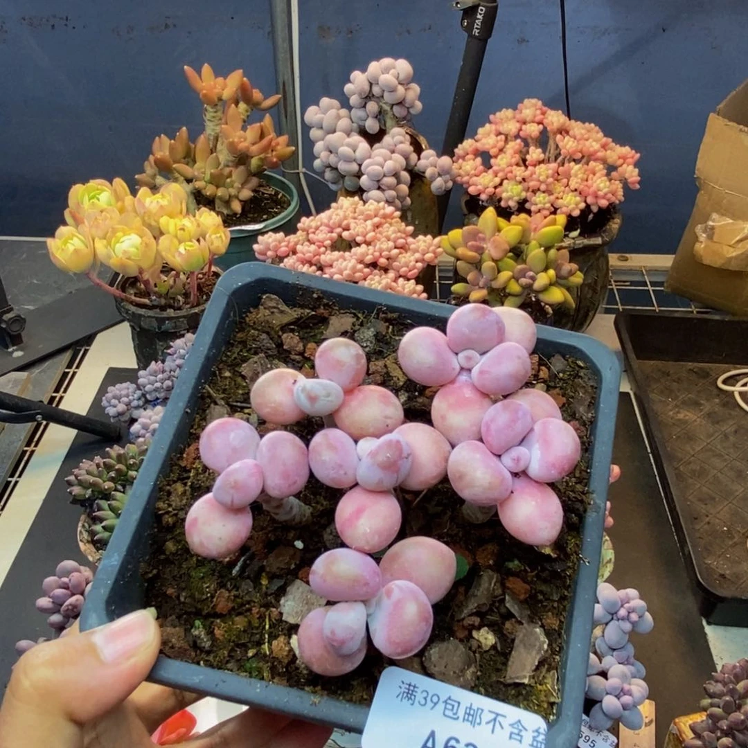 630糖果桃蛋多肉9c m