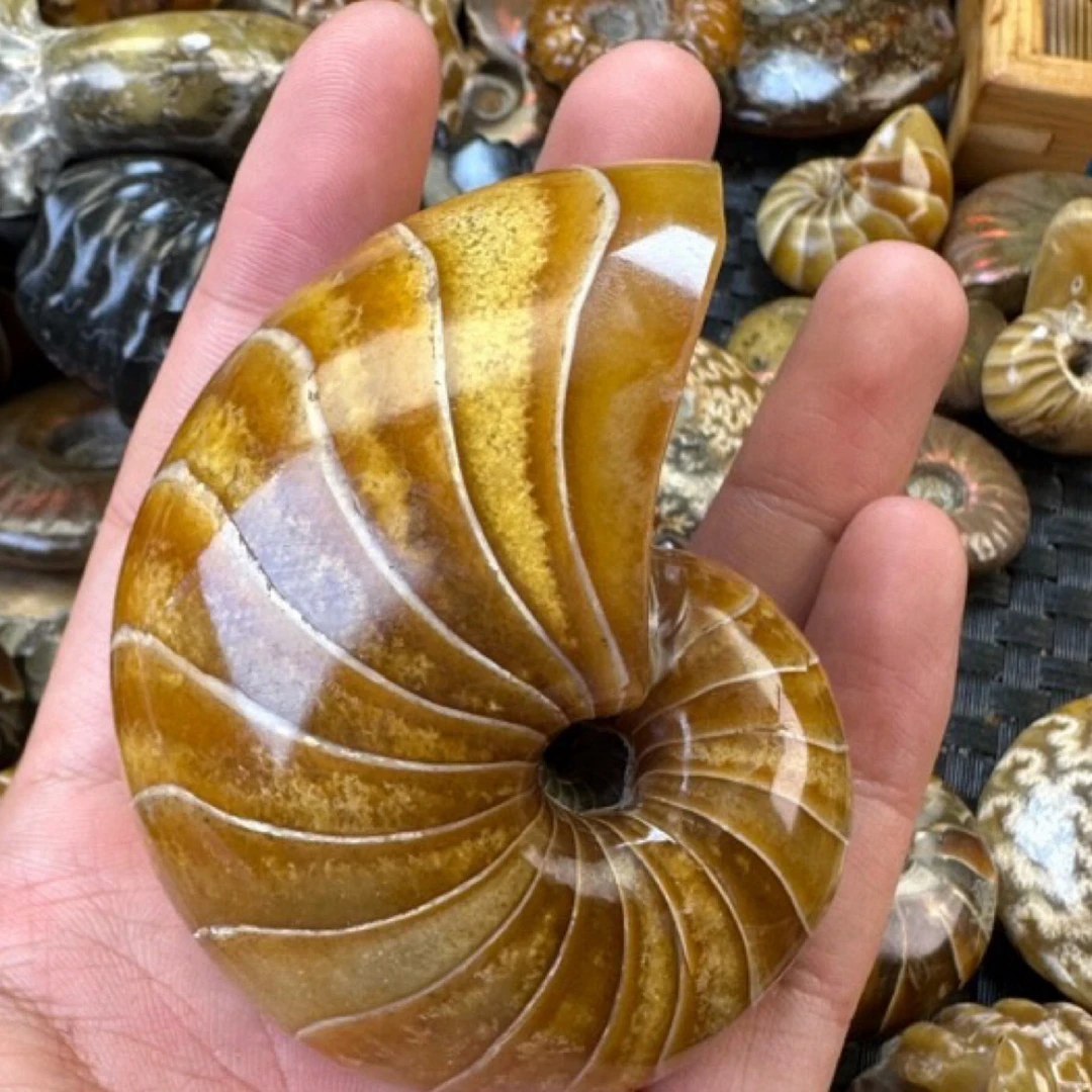 古生物天然海螺化石
