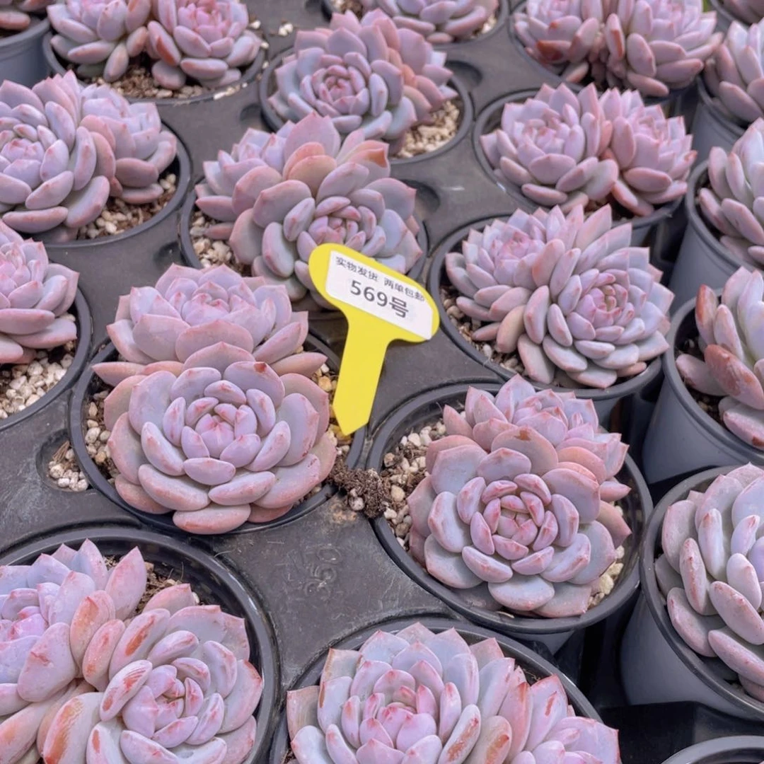 569号 丸叶星星橙大双头一个