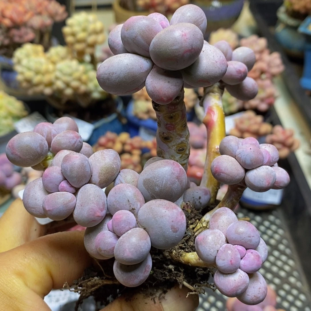 368 香水手指奶酪12 厘米