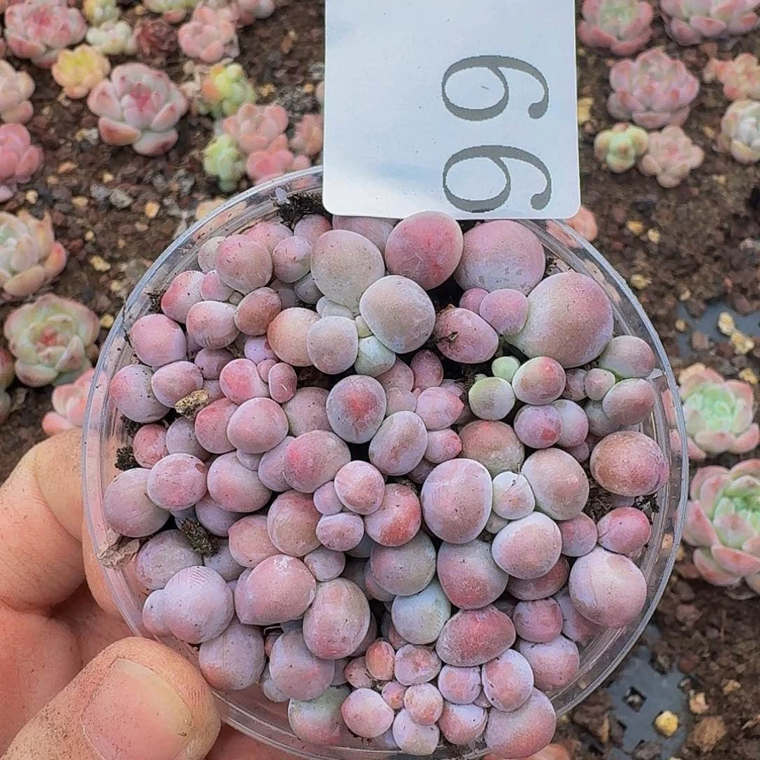 多肉植物多肉植物99