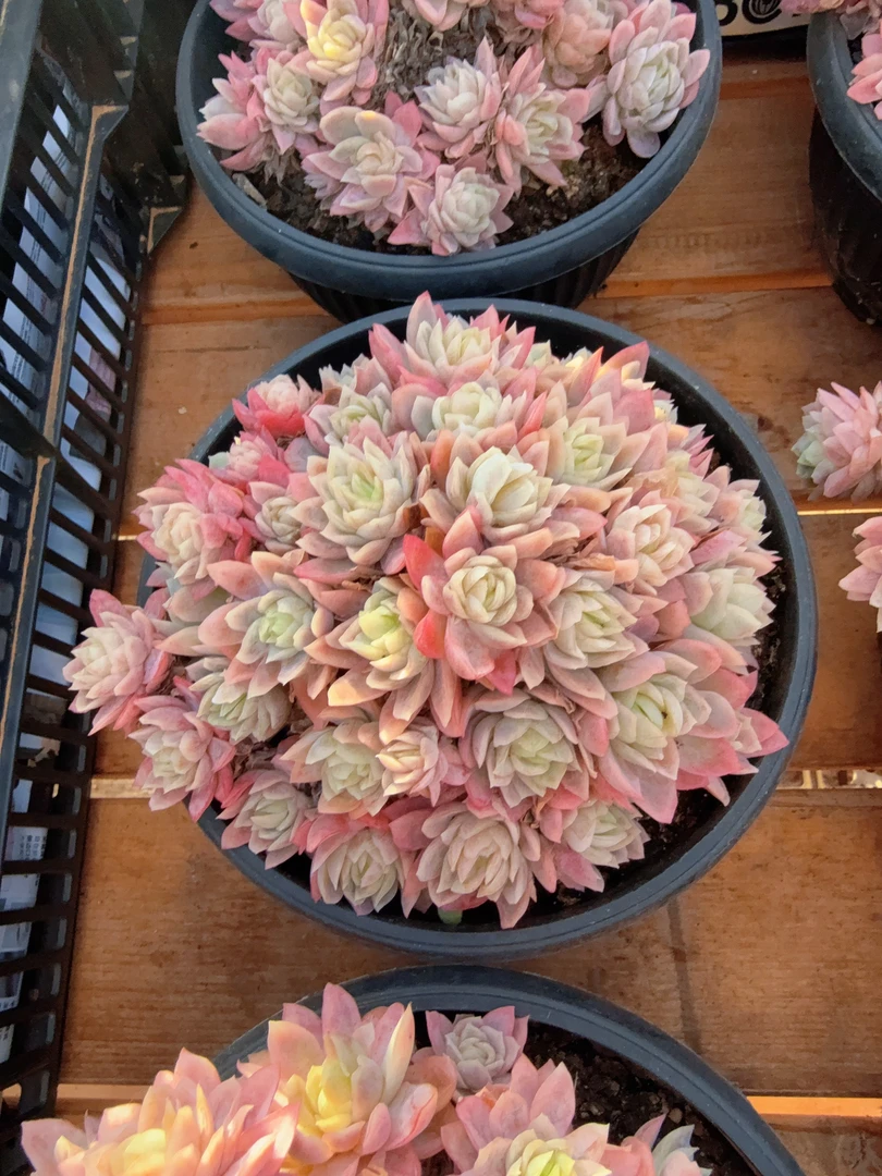 180#大群冰片锦无砍（18-22cm）带土球
