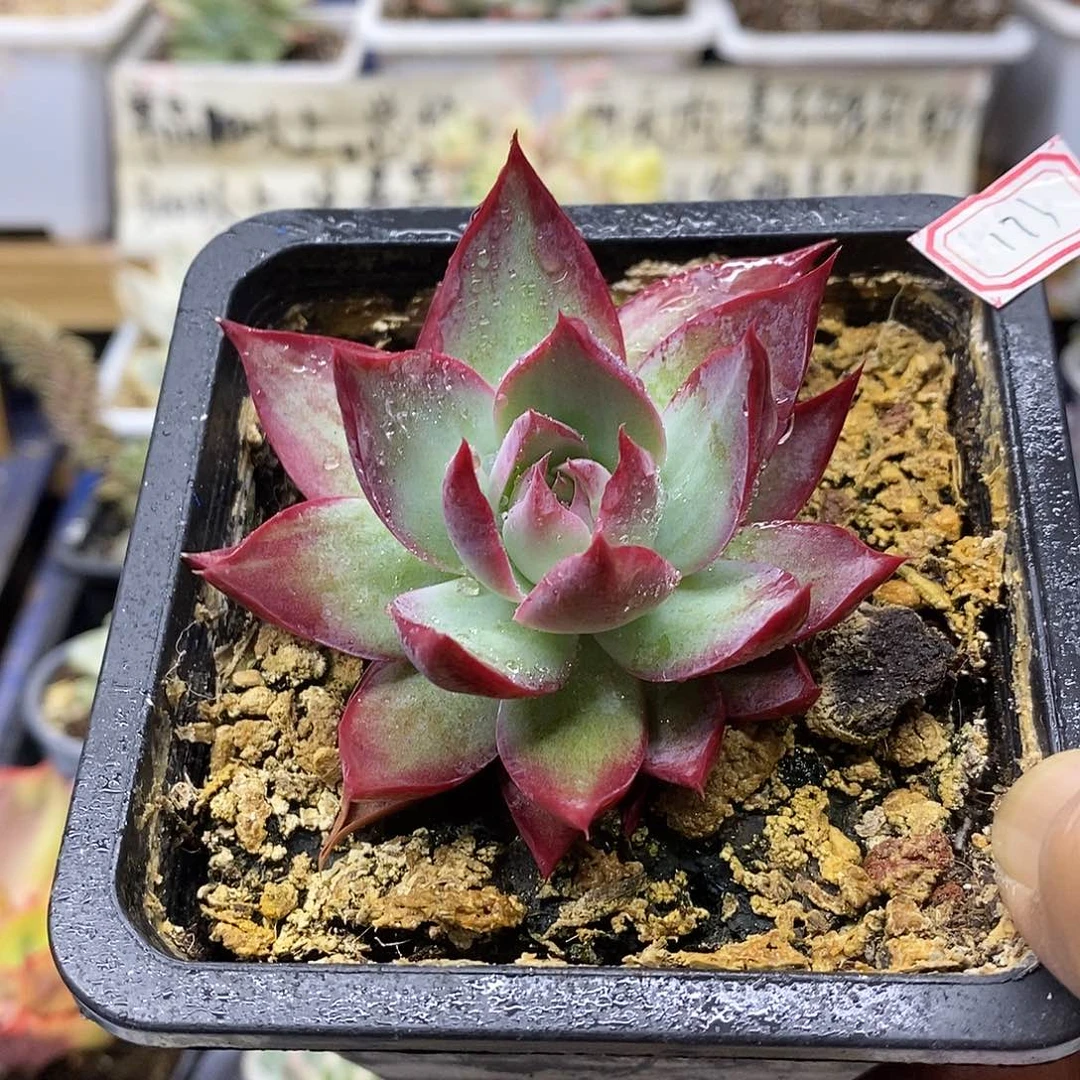 20173 惊鸿仙子多肉