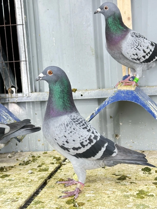 信鸽赛鸽用品用具