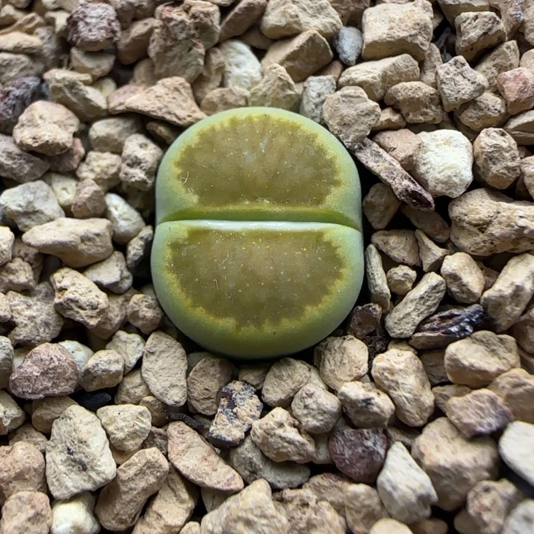 137 开播福利生石花大棚直播