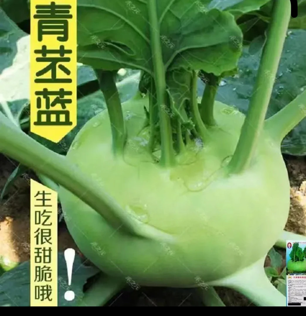绿苤蓝种子（新籽）