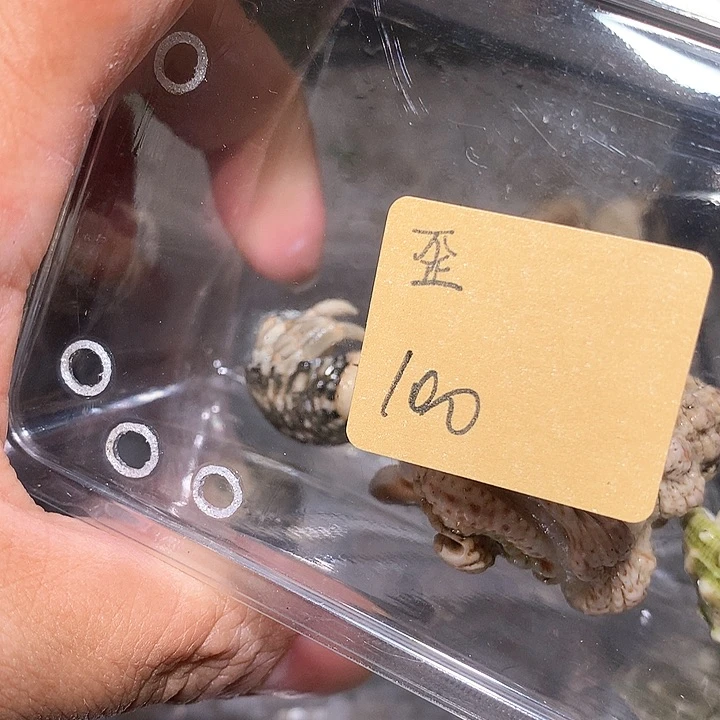 歪瑞骨哒专拍奔跑的