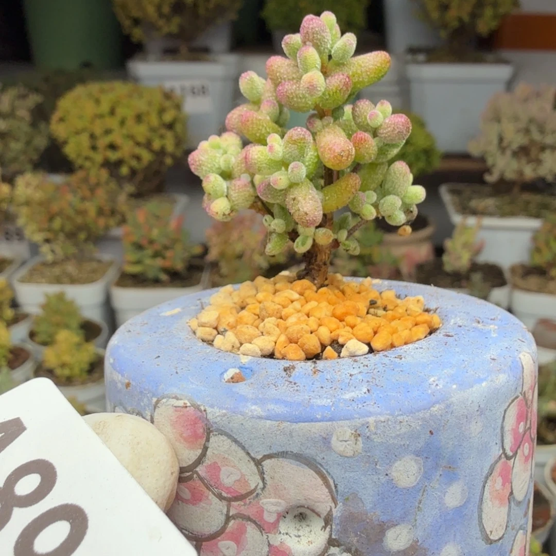 A899白虎班锦带盆尺寸小