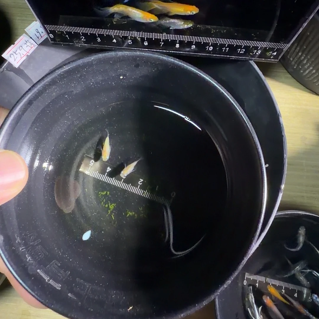 青鳉鱼萤火虫球2条