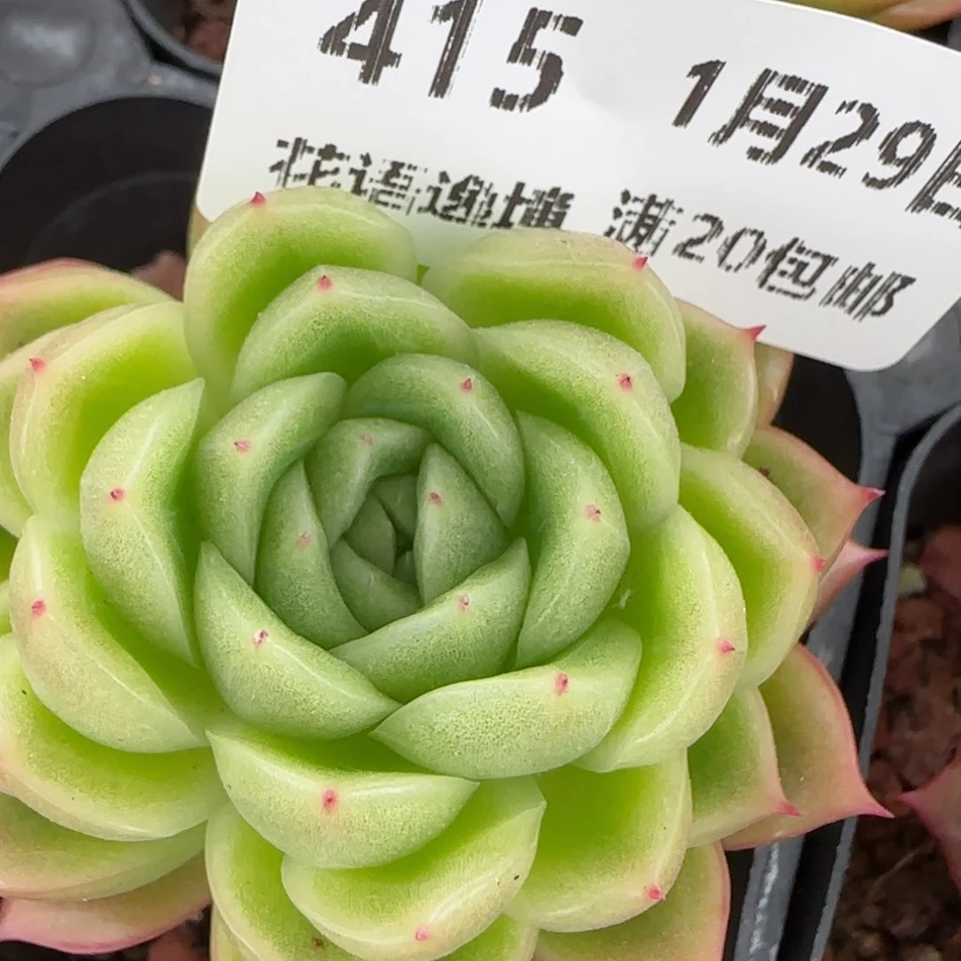 花语逸镜0129-415