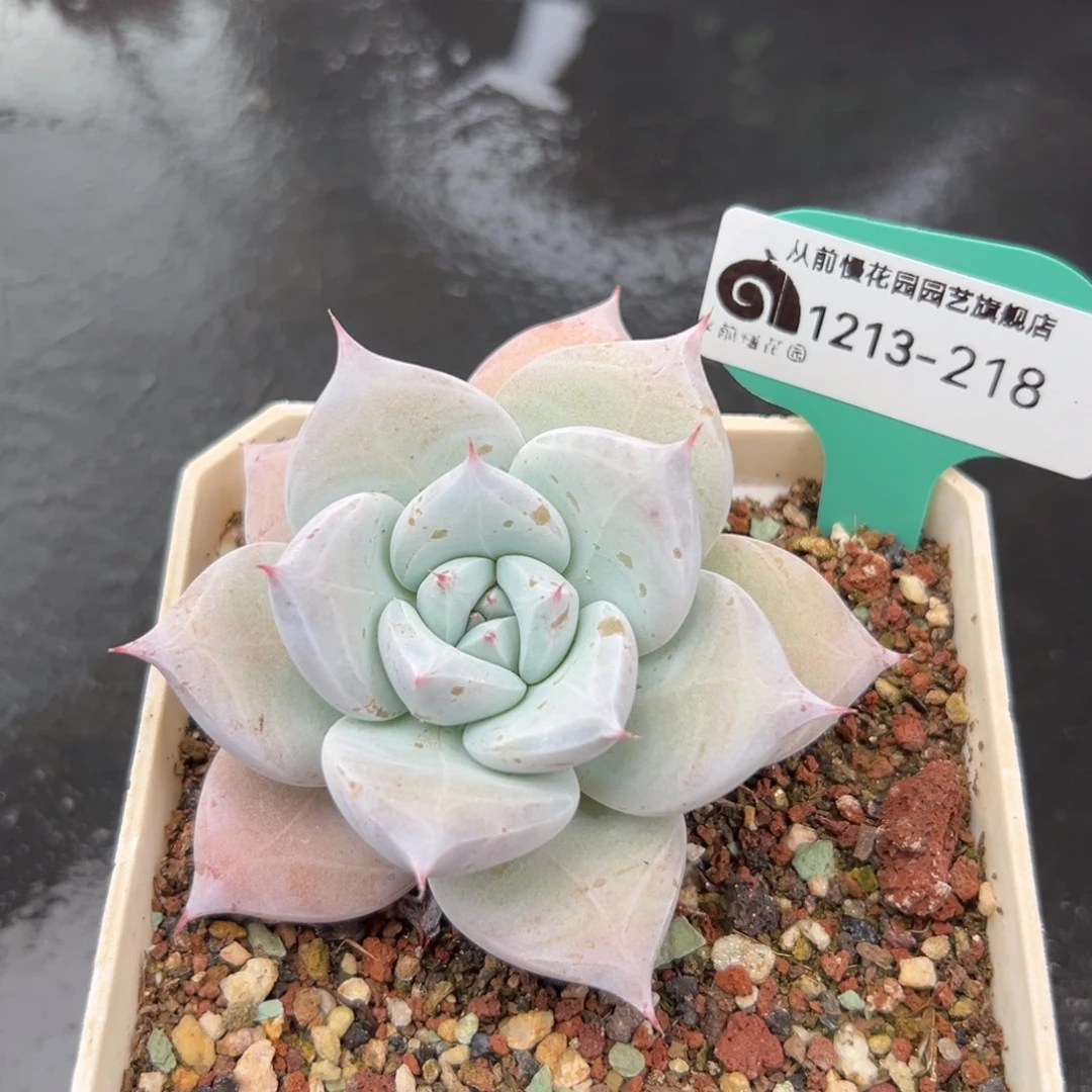 从前慢花园多肉编号1213-218