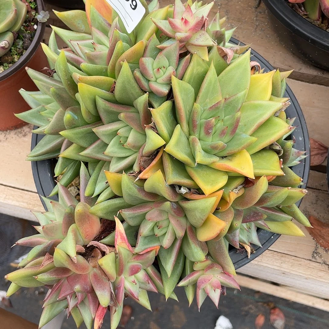 若如东云单拍B499