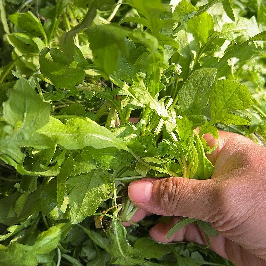 河南田地野生荠荠菜